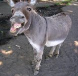 donkey oatie image.jpg
