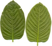 Kratom leaves