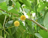 Kratom botanical plant