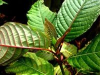 Kratom legality