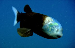 09022301fishtransparentheadbarreleyepict 1