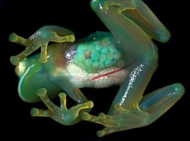 Frogp 1 Frogp 1