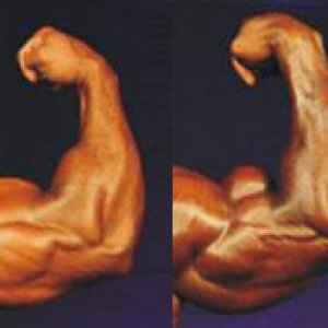 2012 Bodybuilding Images