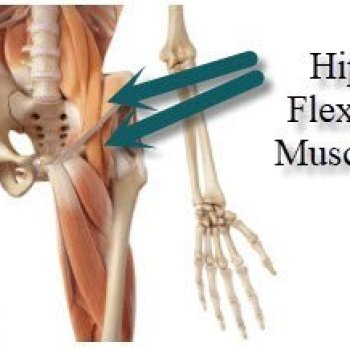 hip-flexor-muscles.jpeg