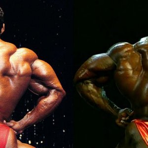 2013 Bodybuilding Images