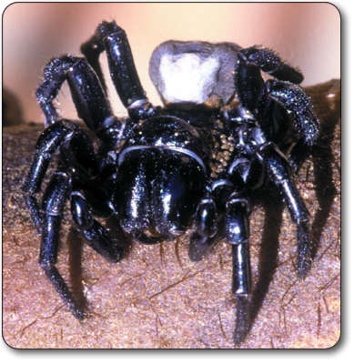 sydney_funnel_web_spider-1.jpg