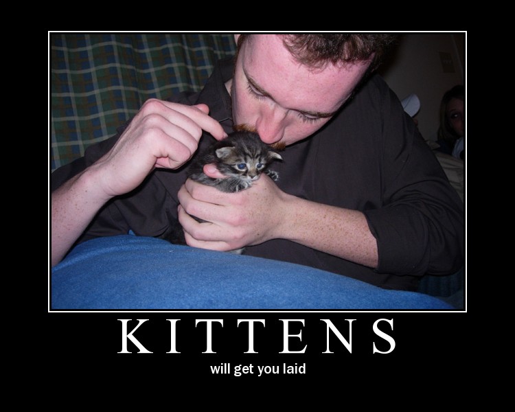 kittens-1.jpg