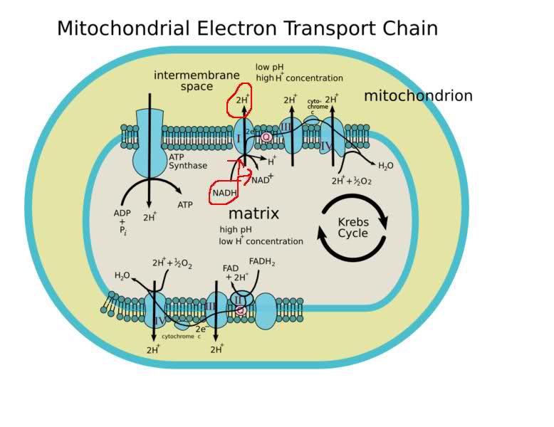 Introduction To Exercise Metabolism - 778x600 - jpeg Mitochondrial Matrix Atp Synthase