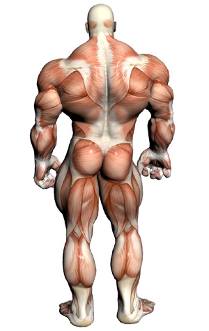 muscularanatomyback-1.jpg