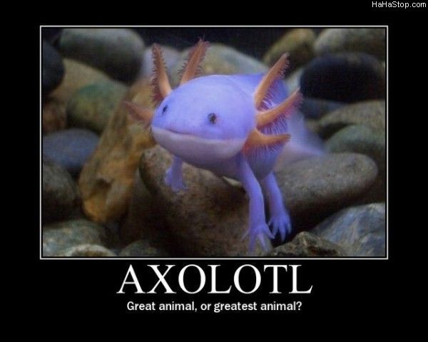 Axolotl-1.jpg