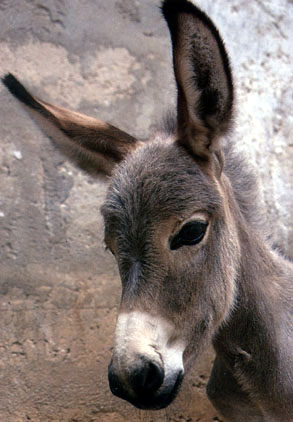 donkey-1.jpg