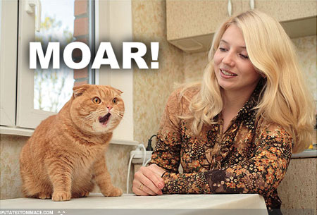 moar_cat2-1.jpg