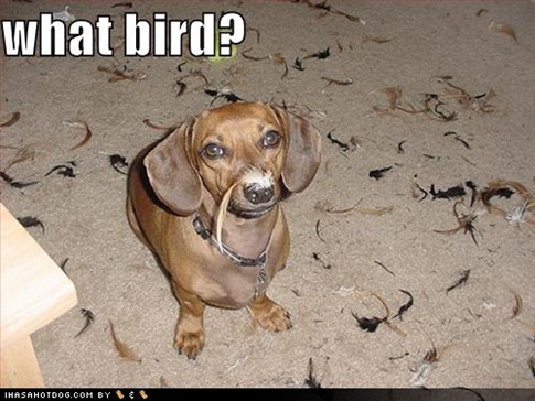 funnydogpictureswhatbird5B65D-1.jpg