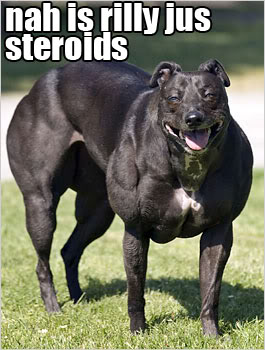 steroiddog-1.jpg