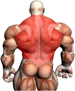 exercisesbacktraps-1.gif