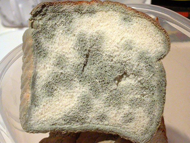 moldy_bread-1.jpg